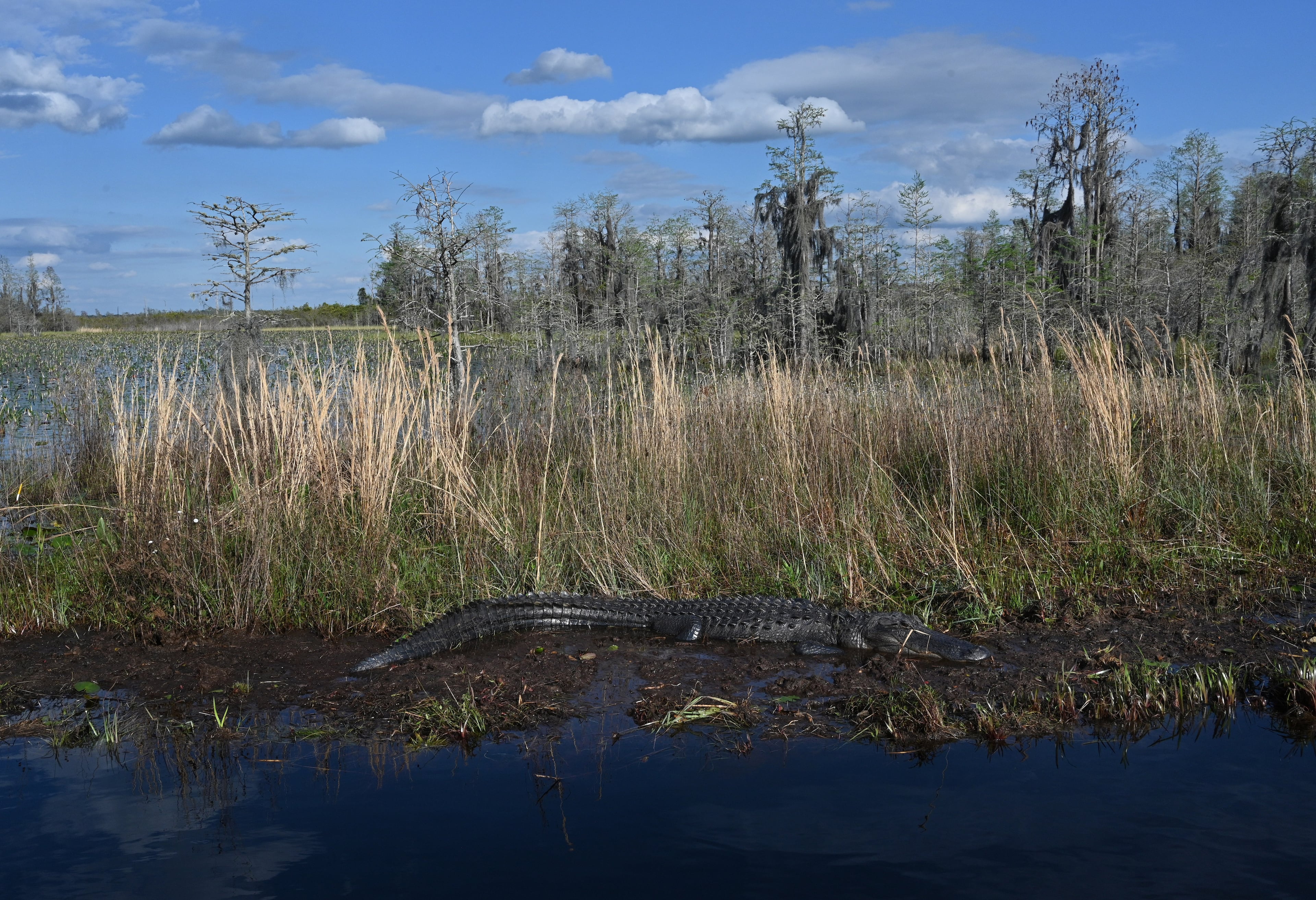 An alligator is seen in the Okefenokee Swamp on Mar. 18, 2024. A historic deal protects the swamp from mining. (Hyosub Shin/AJC)