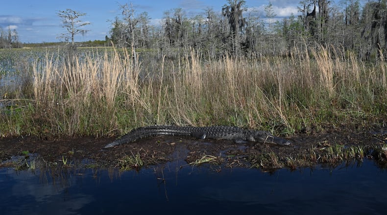 An alligator in the Okefenokee Swamp on March 18. (Hyosub Shin/The Atlanta Journal-Constitution)