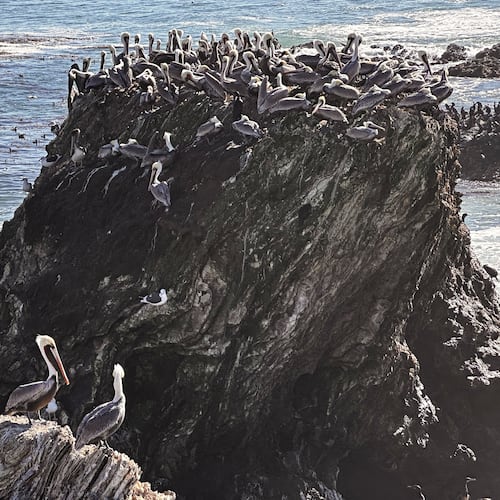California brown pelicans and cormorants cling to a rocky outcropping along the Central California coast north of Morro Bay, Calif., Friday, Nov. 28, 2025. (AP Photo/Michael R. Blood)