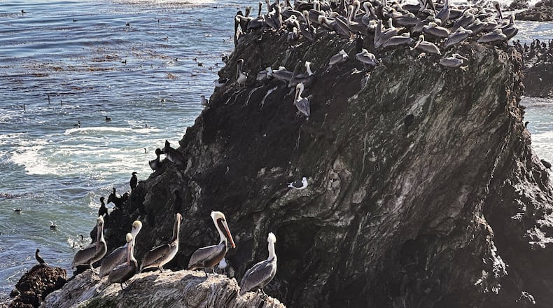 California brown pelicans and cormorants cling to a rocky outcropping along the Central California coast north of Morro Bay, Calif., Friday, Nov. 28, 2025. (AP Photo/Michael R. Blood)