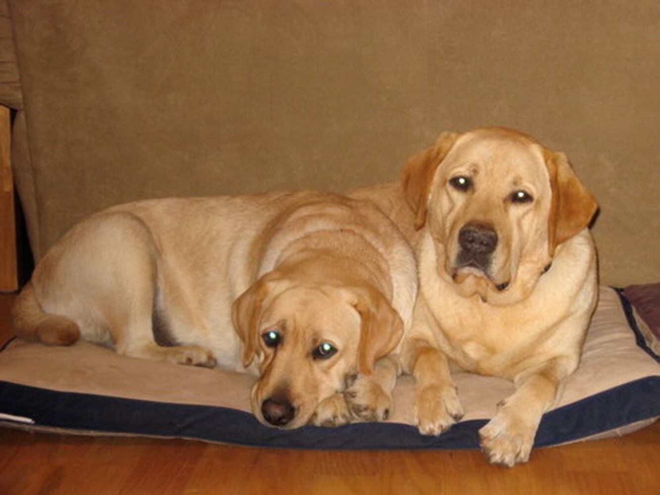 Atlanta's Top Dogs: Labrador Retrievers (IV)