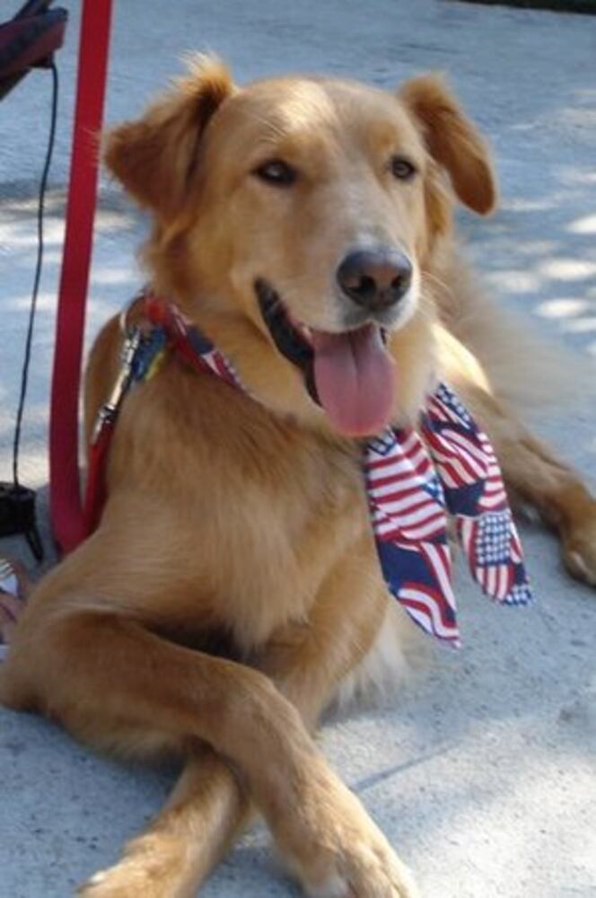 Atlanta's Top Dogs: 2. Golden Retrievers