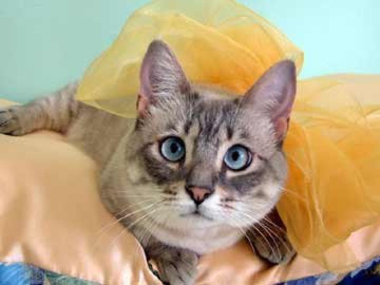 Atlanta's Cutest Kittens