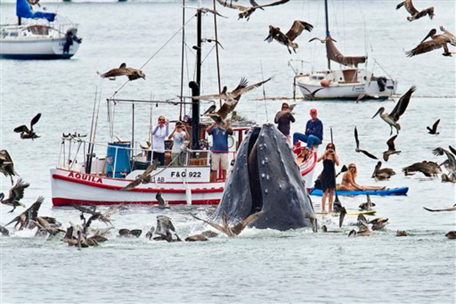 Whale watchers strike gold off Calif. coast