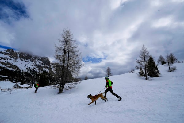 Avalanche dog Brina attends a training with the Italian National Alpine and Speleological Rescue Corps in Col Gallina, near Cortina D'Ampezzo, northern Italy, Tuesday, March 25, 2025. (AP Photo/Luca Bruno)