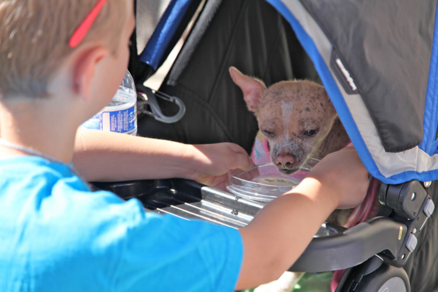 Contestants from the 2013 World's Ugliest Dog contest