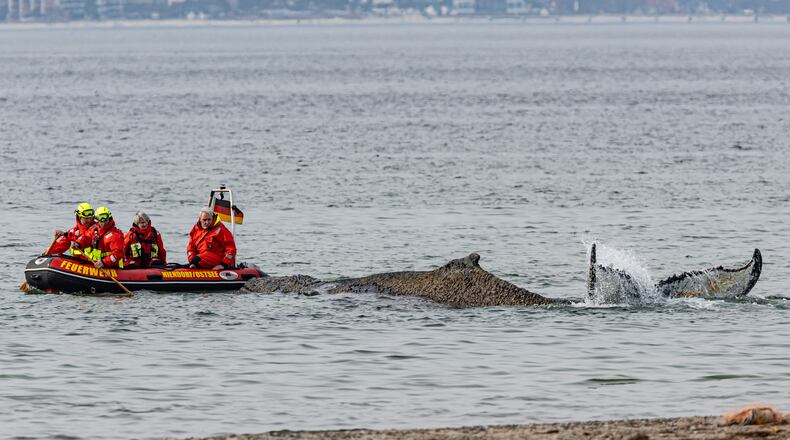 People from the Institute for Terrestrial and Aquatic Wildlife Research and firefighters attempt to free a whale washed up on the beach on the Baltic coast near Timmendorfer Strand, Germany, Monday, March 23, 2026. (Ulrich Perrey/dpa via AP)