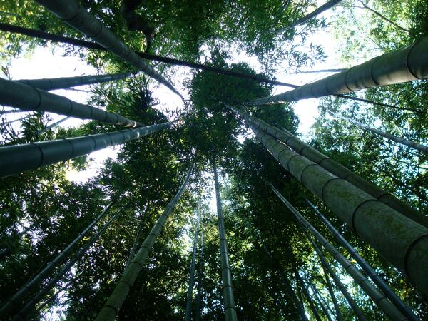 A special treat while exploring the Bamboo Forest is watching the bamboo rustle gently in the wind with a backdrop of attractive Chattahoochee River views. (Courtesy of Jonah McDonald)