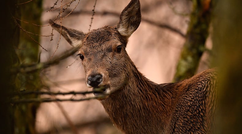 Wildlife officials in Maryland removed a plastic pretzel container from the head of a deer, similar to the one pictured above.