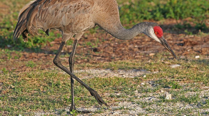 A greater sandhill crane forages in its winter home in Florida. High-flying sandhill cranes migrate over Georgia to their winter grounds in Central Florida and the Okefenokee Swamp in southeastern Georgia. (Photo: Joseph C. Boone/Creative Commns