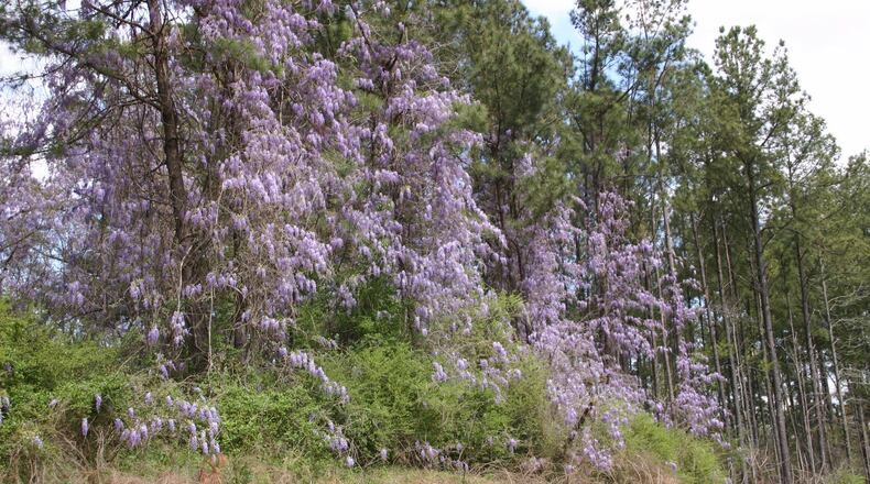 The pretty flowers of wisteria belie its aggressive nature. WALTER REEVES