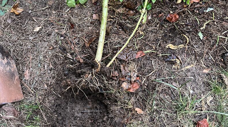 Most of the fine feeder roots were broken off when this shrub was blown over. It's probable there are enough left that the shrub can re-root itself without a problem. (Courtesy of Walter Reeves)