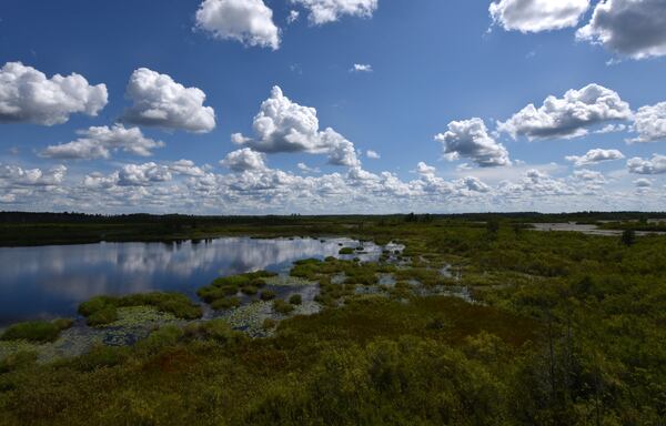 This Aug. 6, 2019, photo shows the view from the Owl's Roost Tower in the Okefenokee National Wildlife Refuge. Alabama-based Twin Pines Minerals, LLC is seeking to mine for titanium less than three miles from the swamp's edge. HYOSUB SHIN / HYOSUB.SHIN@AJC.COM