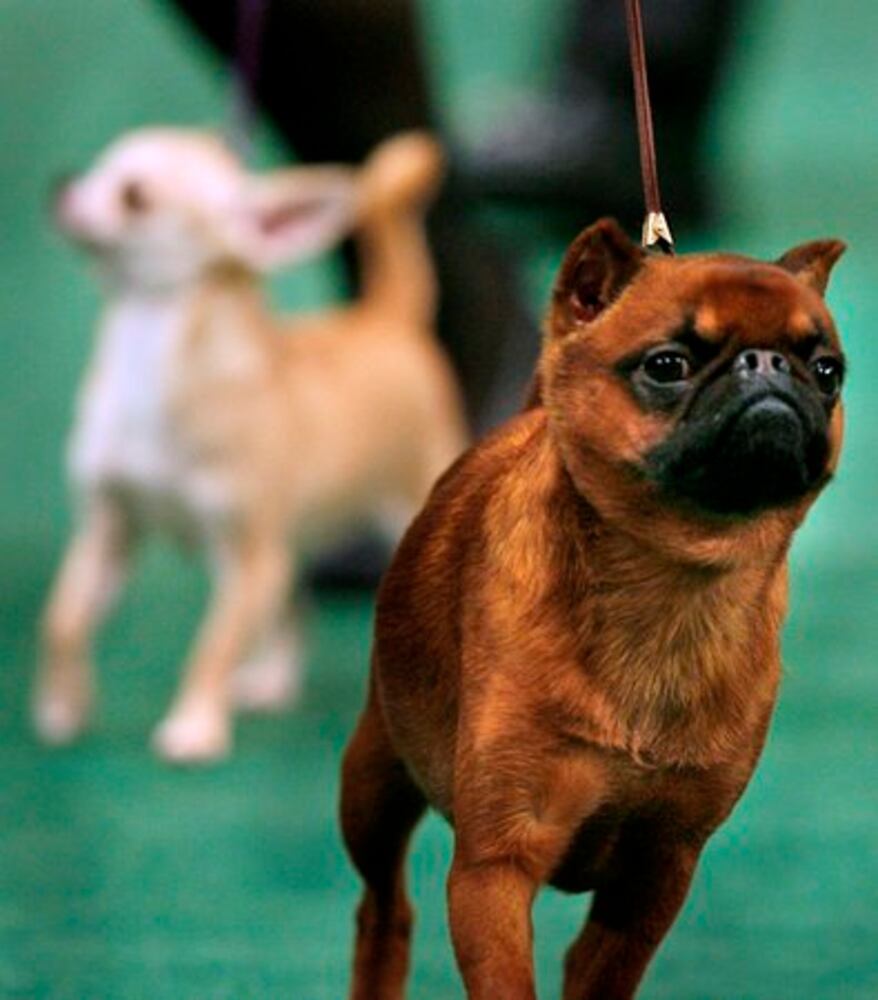 Westminster Dog Show finalists