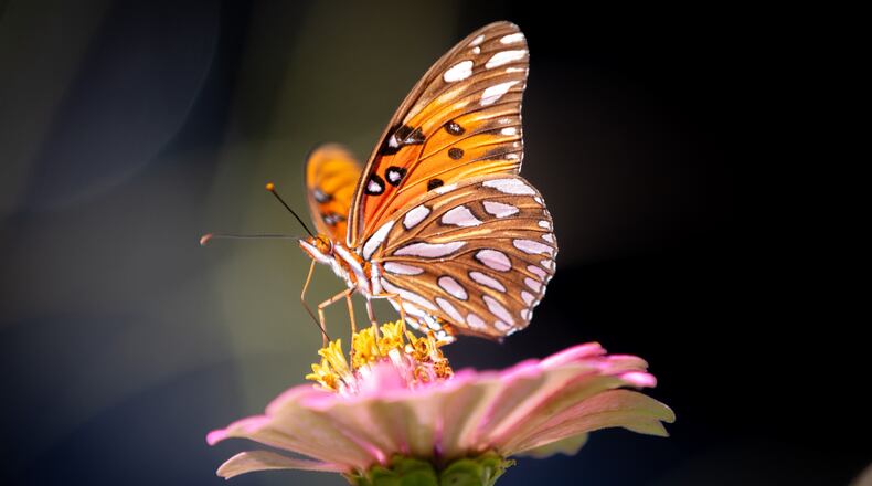 Butterflies land on a Zinnia Flower, one of the mini pollinator plants that are encouraged to grow at the Campbellton Community Garden in Southwest Atlanta. Across metro Atlanta, people tending to pollinator gardens was just one sign of summer's arrival. Steve Schaefer/steve.schaefer@ajc.com)