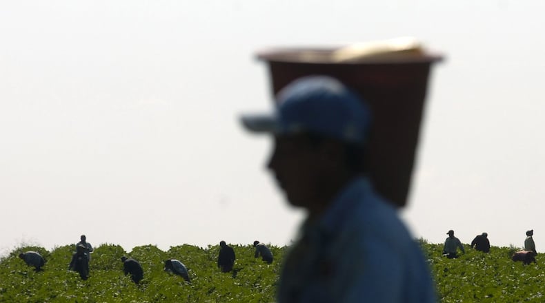 South Georgia’s vegetable farmers are still feeling the effect of the coronavirus, from a tight labor market, to the rise in cost of cardboard boxes and trucking expenses. (ELISSA EUBANKS / AJC staff)