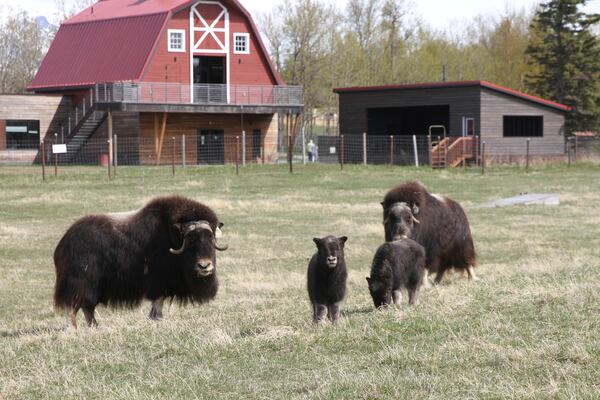 Two female musk oxen are shown with their newborn calves Saturday, May 10, 2025, at the Musk Ox Farm in Palmer, Alaska. (AP Photo/Mark Thiessen)