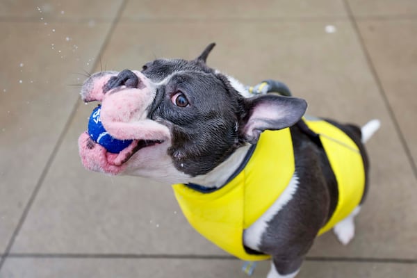 Brooney catches a ball tossed by his owner during the annual Splish Splash Doggie Bash at Piedmont Park on Sunday. The proceeds support Piedmont Park Dog Parks. (Miguel Martinez/AJC)