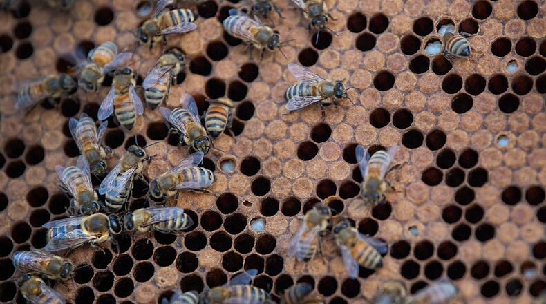 Honey bees buzz about on a hive frame at Half Mad Honey's apiary. (Jose F. Moreno/The Philadelphia Inquirer/TNS)