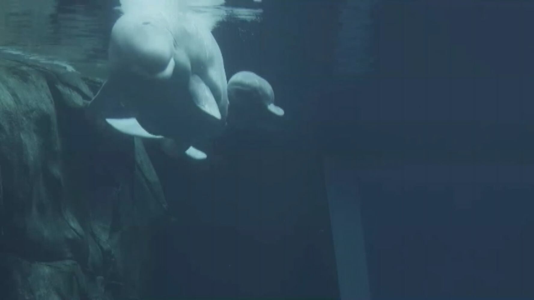 Beluga whale calf born at Georgia Aquarium dies