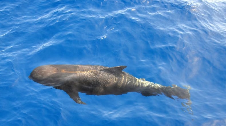 This picture shows what a healthy pilot whale looks like swimming in the ocean. A young male whale died last week after ingesting more than 80 plastic shopping bags, according to a necropsy performed on the mammal.