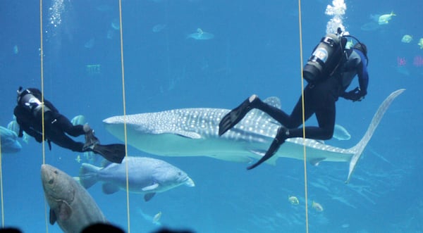Taroko swims past two divers at the Georgia Aquarium. His name was taken from Taroko Gorge National Park in Taiwan. (AJC file)