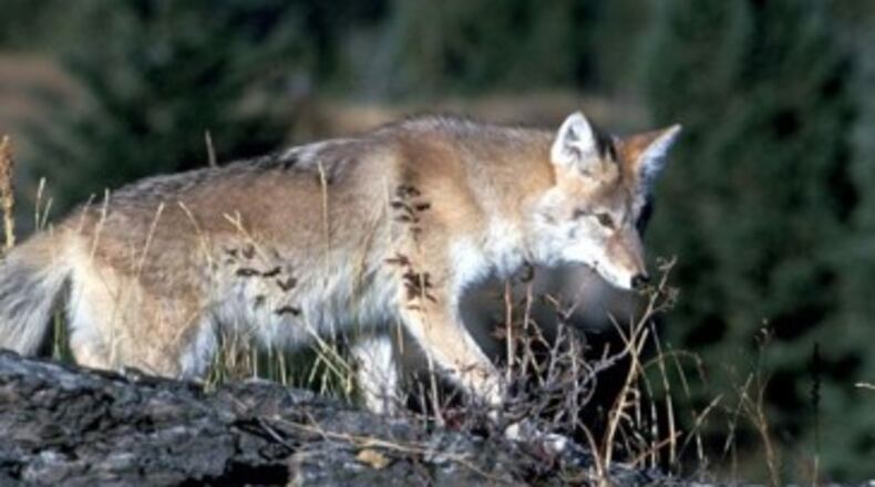 Coyotes are among the wildlife causing concern among Cobb County residents. Wildlife help may be found by contacting Cobb County Animal Services at 770-499-4136, the Georgia Department of Natural Resources, Wildlife Division at 770-918-6401 or GeorgiaWildlife.com/NuisanceWildlife or the Atlanta Wild Animal Rescue Effort (AWARE) Wildlife Center at AwareWildlife.org. AJC file photo