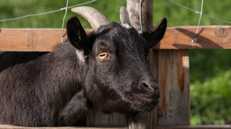 A young goat tried to board a school bus in Utah last week. It did not succeed.