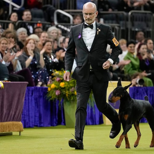 Penny, a doberman pinscher, competes in the Best in Show judging of the 150th Westminster Kennel Club Dog Show, Tuesday, Feb. 3, 2026, in New York. (AP Photo/Yuki Iwamura)