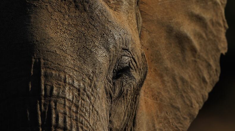 Visitors to an animal preserve in central Florida can bathe, feed, and even ride the elephants as part of an immersive educational experience