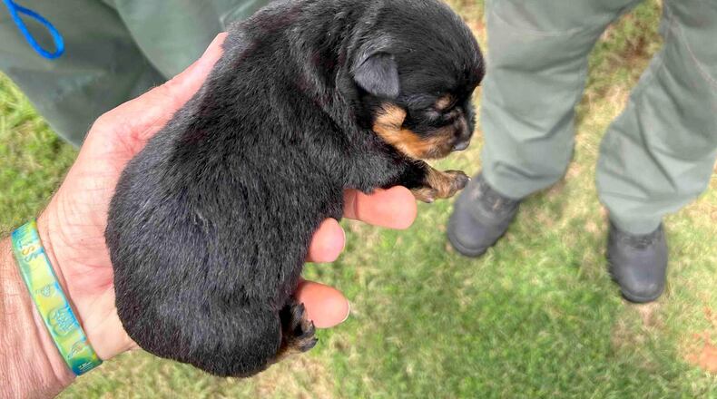 Two tiny puppies were rescued Tuesday in Paulding County after getting stuck in a storm drain.