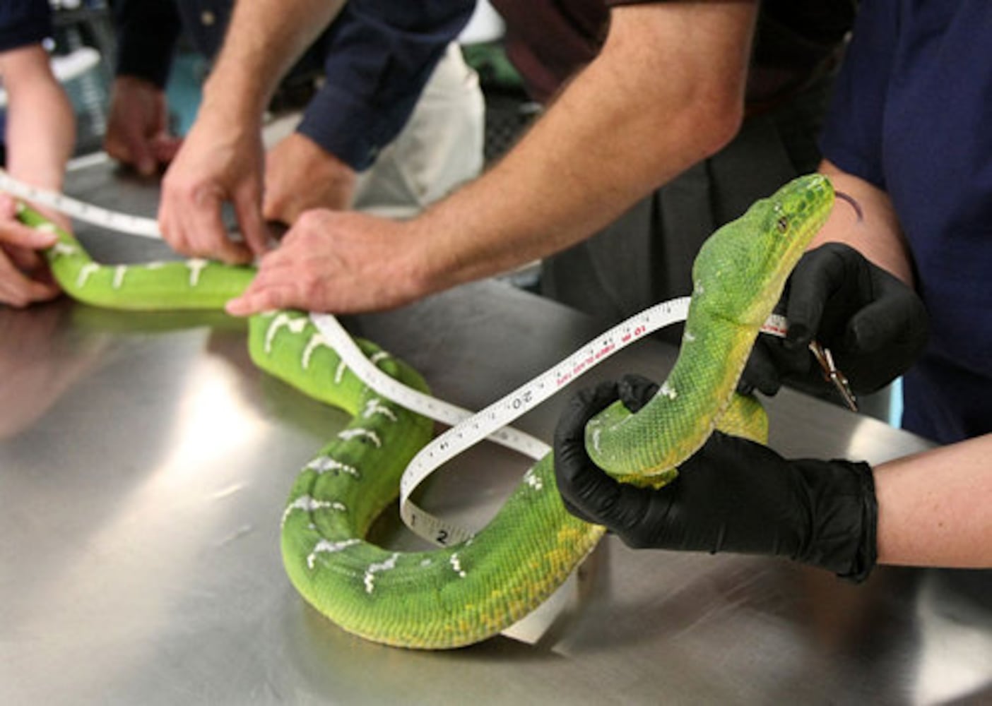 New Georgia Aquarium exhibit features a snake