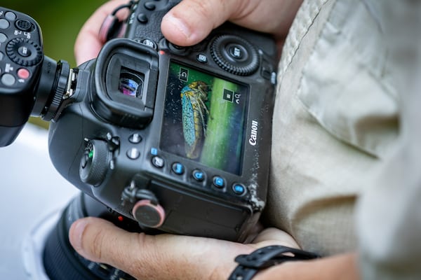 Photographer Kevin Gaston looks at the image of an Oncometopia orbona, or Broad-headed Sharpshooter he photographed at Piedmont Park Saturday, July 1, 2023.   (Steve Schaefer/steve.schaefer@ajc.com)