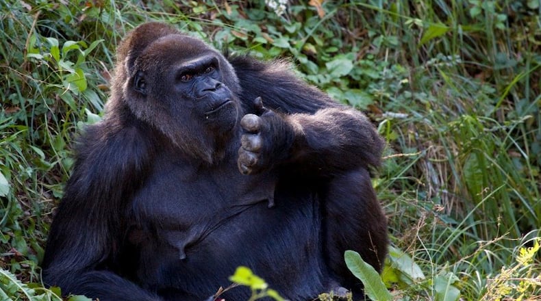 Shamba was grandmother to Mijadala, who was born in September 2016. Shamba died in October 2017.