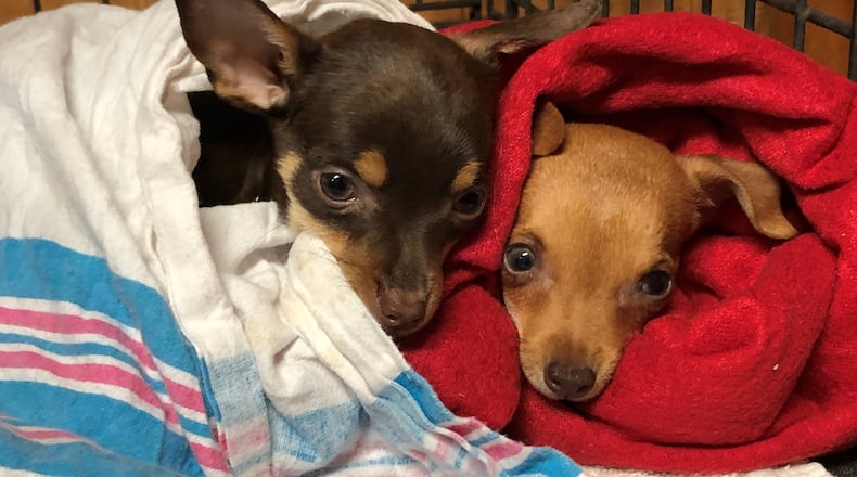 A pair of Chihuahuas rescued in late July from a Butts County property where nearly 200 dogs were found.