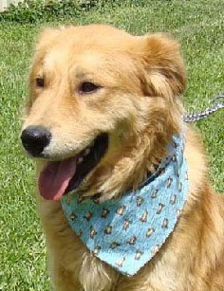Atlanta's Top Dogs: 2. Golden Retrievers