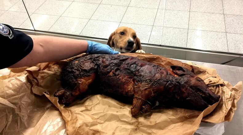 CBP K-9 "Joey" admires a whole pig intercepted at Hartsfield-Jackson. Source: U.S. Customs and Border Protection