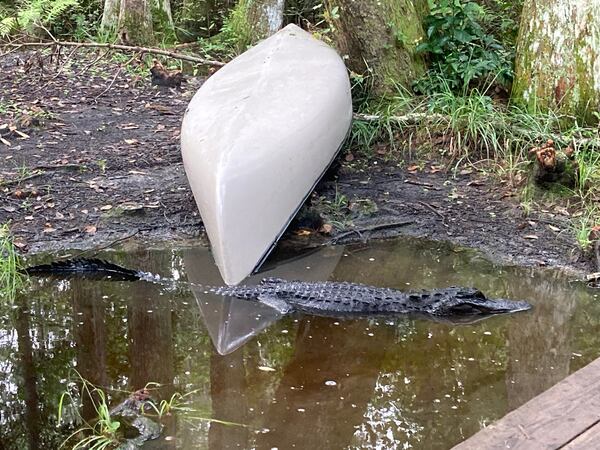The alligator at Okefenokee Swamp that joined in a chorus of early morning bellows.