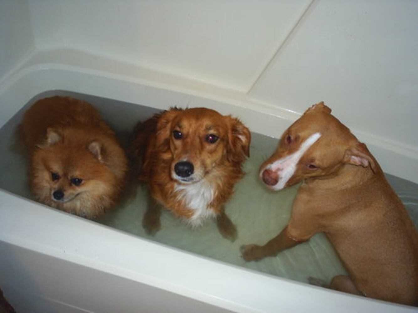 Bath time! Our pets get clean 2