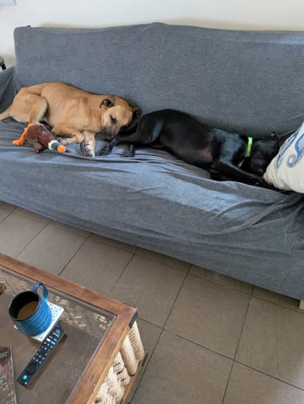 Walker (left) lies on a sofa after being rescued and reunited with Penny, the Simpsons' other dog. (Photo courtesy of Jenny Rutherford)