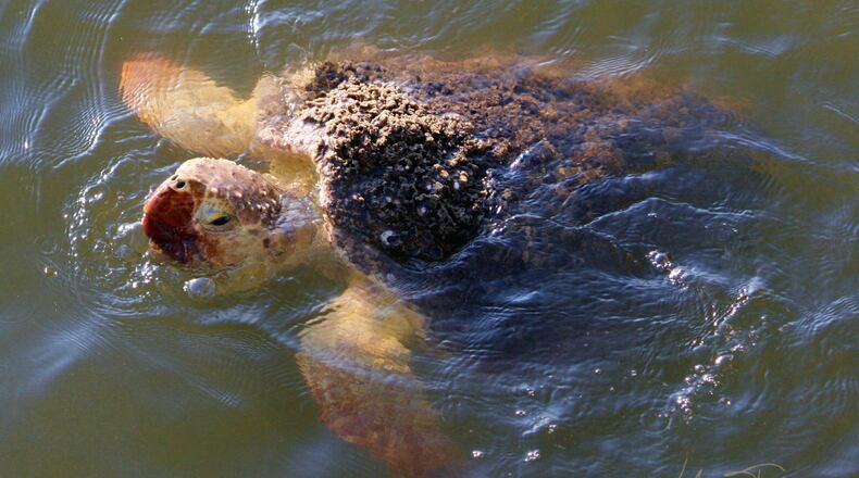 “While fishing on the Jekyll Island Pier, I spotted a Loggerhead swimming towards the pier.” wrote J. Michael Tracy. “I grabbed my camera and got some nice shots. Jekyll Island is a photographers paradise.”Sea turtles have been around since the time of the dinosaurs, but all seven species in the world face potential extinction. Georgia’s only Sea Turtle rehabilitation center is on Jekyll Island.