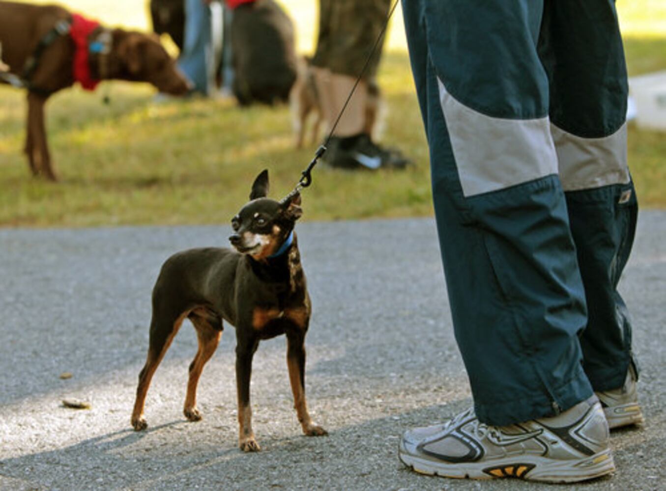 Gwinnett Humane Society's 18th Annual PAWfest