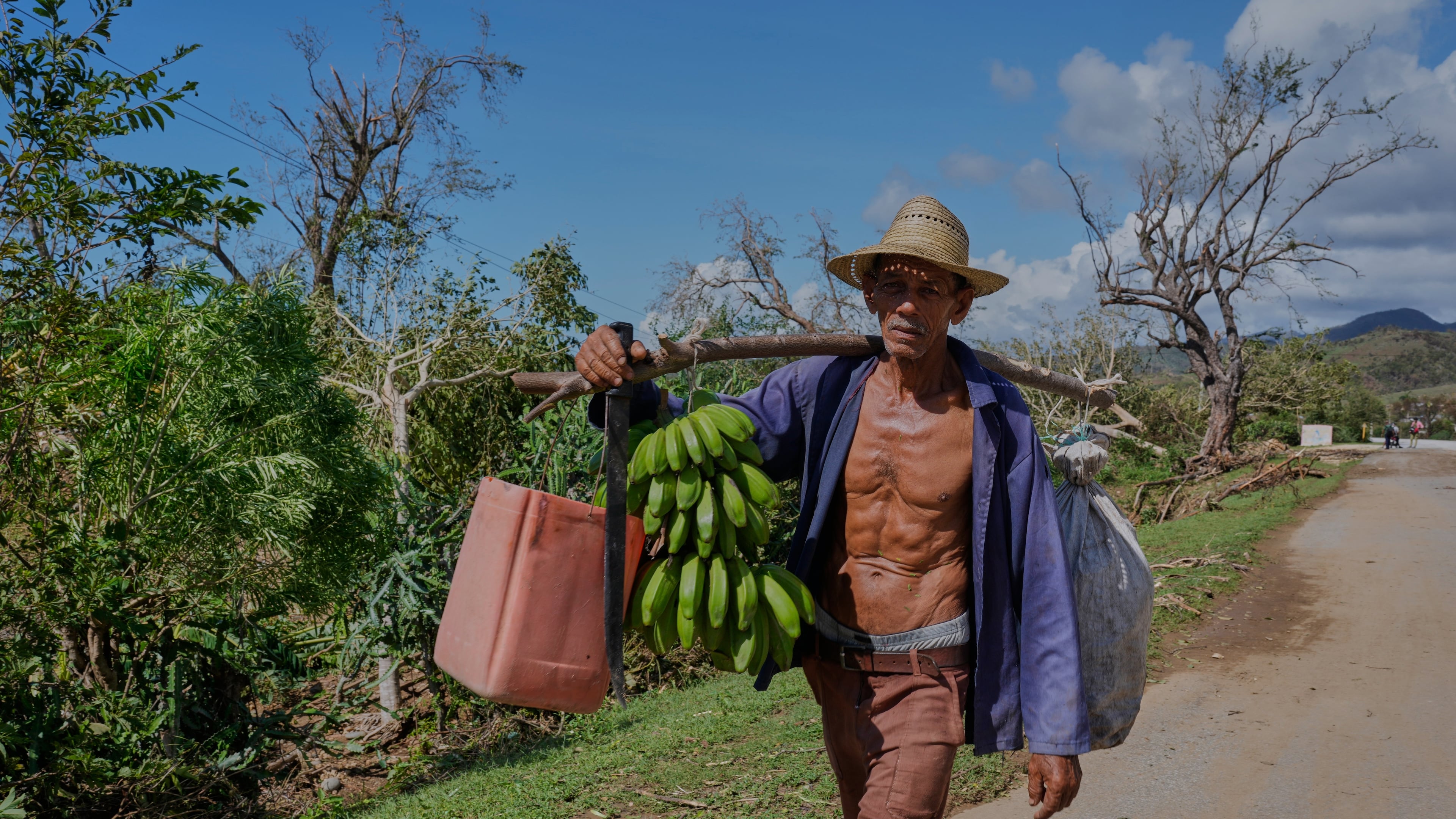 A worker transports bananas after Hurricane Melissa passed through the southern coast of Santiago de Cuba, Thursday, Oct. 30, 2025. (AP Photo/Ramón Espinosa)