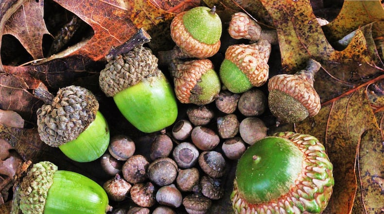 Acorns (from small to large) of some oak trees typical of Georgia’s mountains and Piedmont — willow oak (very small, at center); Southern red oak, white oak, scarlet oak. The scale bar in the upper right corner is 1 cm. Georgia has more than 30 species of oaks. (Courtesy of David Hill/Creative Commons)
