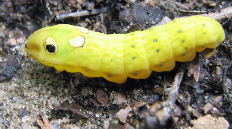 The spicebush swallowtail butterfly’s caterpillar is one of numerous moth and butterfly caterpillar species that emerge in spring and provide abundant food for songbirds and nestlings. PHOTO CREDIT: Greg Schechter, Creative Commons