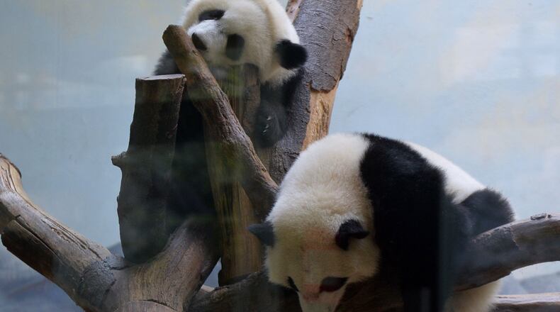 JULY 9, 2014, ATLANTA Giant panda twins Mei Lun (top) and Mei Huan rest in their enclosure at Zoo Atlanta, Wednesday, July 9, 2014. The zoo will be celebrating their first birthday with ceremonies starting Saturday, July 12. Born at 6:21 p.m. and 6:23 p.m. on the evening of July 15, 2013, Mei Lun and Mei Huan were the first giant pandas born in the U.S. in 2013 and are the only pair of surviving giant panda twins ever born in the U.S. The cubs are the fourth and fifth offspring of Lun Lun and Yang Yang; their older brothers, Mei Lan and Xi Lan, and older sister, Po, now reside at China's Chengdu Research Base of Giant Panda Breeding. KDJOHNSON/KDJOHNSON@AJC.COM Giant panda twins Mei Lun (top) and Mei Huan rest in their enclosure at Zoo Atlanta,during their first birthday celebrations last summer. KDJOHNSON/KDJOHNSON@AJC.COM