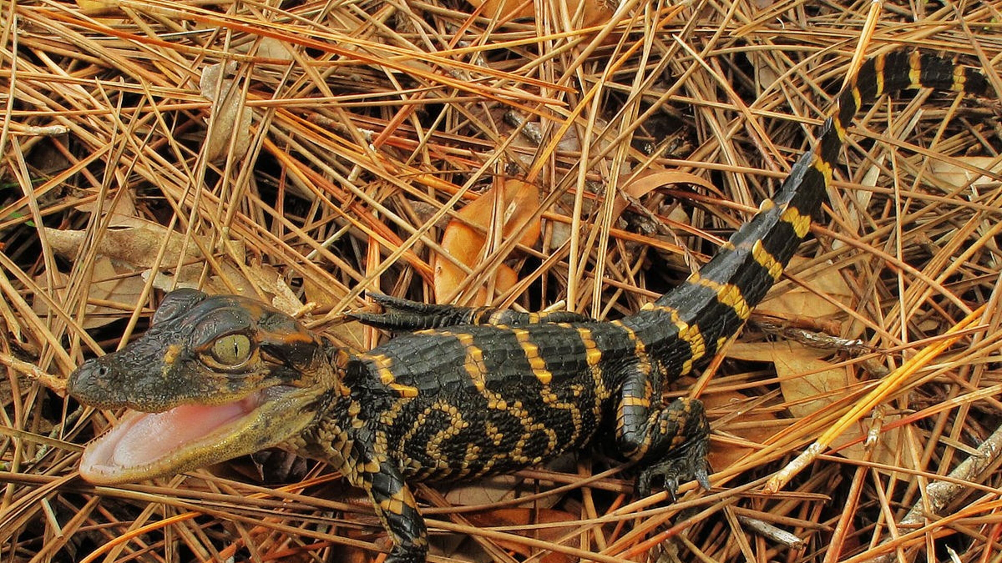 Baby alligators like this one are hatching now in South Georgia swamps and wetlands. Several species of turtles and snakes in Georgia also are born in late August. (U.S. Geological Survey/Creative Commons)