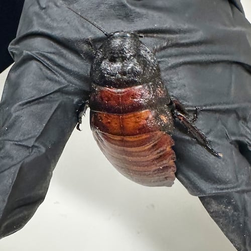This image supplied by Australia's Department of Climate Change, Energy, the Environment and Water shows, a staff member holding a Madagascar hissing cockroach seized from a commercial breeder at Bathurst, Australia, Tuesday, May 26, 2026. (Department of Climate Change, Energy, the Environment and Water via AP)