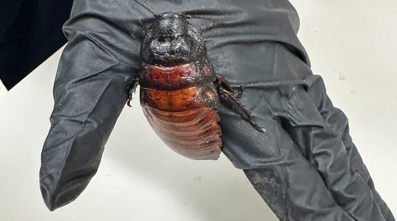 This image supplied by Australia's Department of Climate Change, Energy, the Environment and Water shows, a staff member holding a Madagascar hissing cockroach seized from a commercial breeder at Bathurst, Australia, Tuesday, May 26, 2026. (Department of Climate Change, Energy, the Environment and Water via AP)