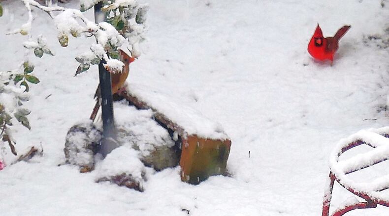 A bright red northern cardinal stands in the snow in a Decatur front yard. The image of a cardinal against a snowy background has become a popular symbol of the holiday season. (Photo by Charles Seabrook)